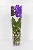 Vanda Orchidee blauw in vaas | Vanda Orchidee