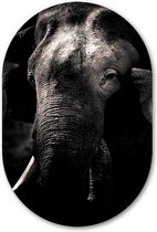 Wandovaal Olifant zwart wit - WallCatcher | Kunststof 70x105 cm | Ovalen schilderij | Muurovaal Elephant op Forex