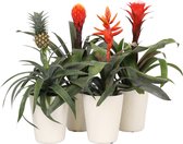 Breasy Bromelia Royal mix Hope, Tala, Pepita en Ananasplant in wit keramieken sierpot | 4 stuks | Ø 13cm |  35-53 cm