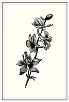 Ridderspoor zwart-wit (Larkspur) - Foto op Akoestisch paneel - 150 x 225 cm