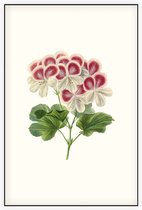 Geranium Aquarel (Pelargonium) - Foto op Akoestisch paneel - 60 x 90 cm