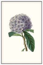 Brunfelsia Aquarel 2 (Brunfelsia) - Foto op Akoestisch paneel - 60 x 90 cm