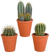 Cactus mix in terracotta pot | 3 stuks | Ø 11 cm |  13-18 cm
