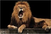Hongerige Koning Leeuw Bruno – 40 x 30 cm – Wanddecoratie op canvas – Wilde dieren – King Lion