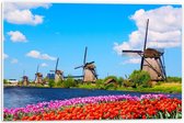 Forex - Nederlandse Molens met Tulpen - 60x40cm Foto op Forex