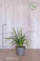 10 stuks | Zegge Irish Green pot 20-25 cm | Standplaats: Half-schaduw | Latijnse naam: Carex morrowii Irish Green VOORJAARSVOORDEEL! OP=OP