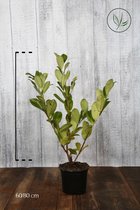 10 stuks | Laurier Rotundifolia Pot 60-80 cm | Standplaats: Half-schaduw | Latijnse naam: Prunus laurocerasus Rotundifolia