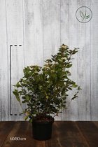 10 stuks | Sneeuwbal Pot 60-80 cm - Compacte groei - Vruchtdragend - Wintergroen - Bloeiende plant