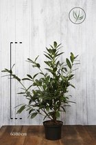 10 stuks | Laurier 'Caucasica' Pot 60-80 cm - Geschikt in kleine tuinen - Makkelijk te snoeien - Snelle groeier - Wintergroen