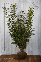 10 stuks | Laurier 'Novita' Kluit 125-150 cm Extra kwaliteit - Snelle groeier - Vruchtdragend - Wintergroen - Bloeiende plant - Grootbladig