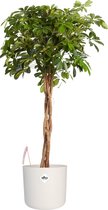Plantjescoren.nl Vingersboom in ® ELHO b.for soft sierpot Pot Ø 27 cm