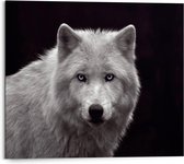 Schilderij Witte wolf