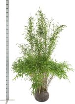 5 stuks | Fargesia 'Jumbo' Kluit 175-200 cm - Groeit breed uit - Snelle groeier - Zeer winterhard