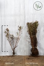 25 stuks | Heesterganzerik 'Abbotswood' Blote wortel 30-50 cm - Bladverliezend - Bloeiende plant - Geschikt als lage haag - Weinig onderhoud