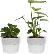 Set van 2 Kamerplanten - Monstera Deliciosa & Peperomia Green Gold - ±  30cm hoog - 12cm diameter - in betonnen witte pot