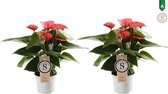 FloriaFor - Duo Anthurium Pink Champion - - ↨ 30cm - ⌀ 9cm
