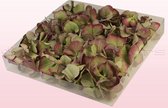 Hortensiablaadjes | 100% natuurlijk | Vintage groen | 1 liter