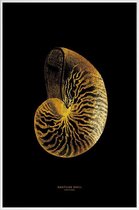 JUNIQE - Poster met kunststof lijst Nautilus Shell gouden -40x60 /Goud