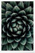 JUNIQE - Poster Cactus hart -60x90 /Groen
