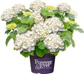 Hortensia 'Forever & Ever Wit'