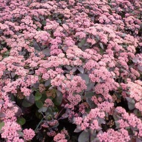 8x winterharde bodembedekkers 12 6x Vetkruid (Sedum hybride 'Karfunkelstein') - Rozerode bloemen