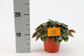 Kamerplant van Botanicly – Dwergpeper – Hoogte: 20 cm – Peperomia Napoli Nights