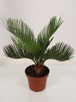 Kamerplant van Botanicly – Varenpalm – Hoogte: 30 cm – Cycas Revoluta