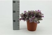 Kamerplant van Botanicly – Vaderplant – Hoogte: 25 cm – Tradescantia zebrina