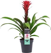 Decorum Guzmania Hope Rood-Wit