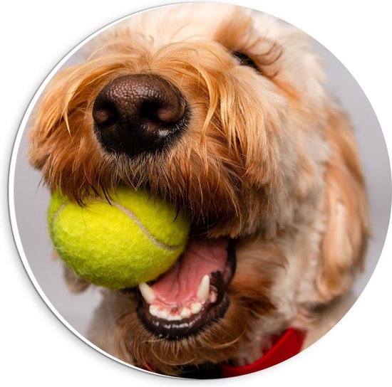 Forex Wandcirkel - Blonde Labradoodle Hond met Tennisballetje - 20x20cm Foto op Wandcirkel (met ophangsysteem)