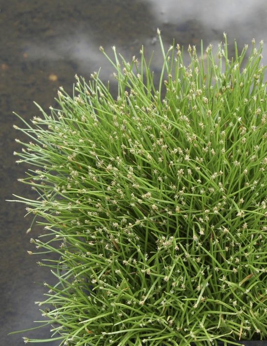Naaldgras | Scirpus 'Cernuus' - Vijverplant & zuurstofplant in kwekerspot ⌀11 cm - ↕15 cm