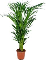 Dypsis Lutescens - Goudpalm - Kamerplant - Onderhoudsvriendelijk - ⌀17 cm - 60-70 cm