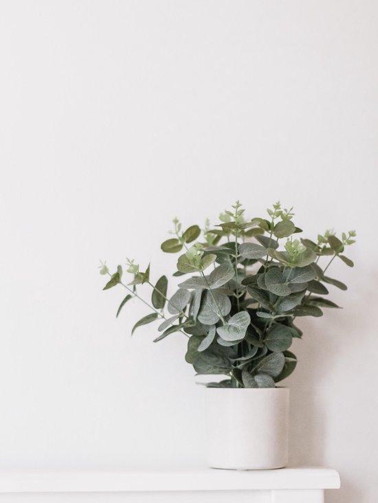 Eucalyptus gunnii - Gommier - Arbuste - Persistant - ⌀17 cm - Hauteur 40-50 cm