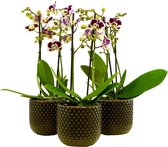 Orchideeën van Botanicly – 3 × Vlinder orchidee in donkergroen keramiek pot als set – Hoogte: 50 cm, 2 takken – Phalaenopsis Multiflora Longina