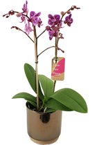 Orchidee van Botanicly – Vlinder orchidee in gouden keramiek pot 'Julia' als set – Hoogte: 50 cm, 2 takken – Phalaenopsis Multiflora Monterrey