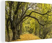 Branches sur un chemin forestier 90x60 cm - Tirage photo sur toile (Décoration murale salon / chambre)