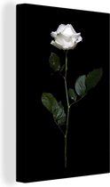 Canvas Schilderij Een witte roos op een zwarte achtergrond - 60x90 cm - Wanddecoratie