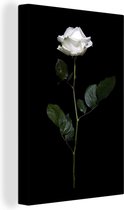 Canvas Schilderij Een witte roos op een zwarte achtergrond - 80x120 cm - Wanddecoratie