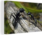 Gros plan de deux fourmis sur un tronc d'arbre 180x120 cm - Tirage photo sur toile (Décoration murale salon / chambre) XXL / Groot format!