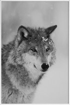 JUNIQE - Poster in kunststof lijst The Wolf -40x60 /Grijs