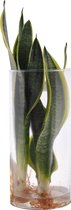 Boom van Botanicly – Vrouwentongen incl. designe glas als set – Hoogte: 30 cm – Sansevieria