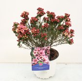 Bloem van Botanicly – Chamelaucium uncinatum Snowflake – Hoogte: 33 cm