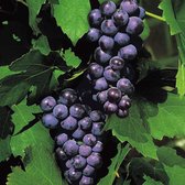 Druif Vitis 'Boskoop Glory' blauw- ↑ 30-50 cm - Pot-Ø 13 cm