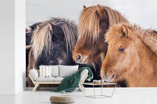 Medicinaal Spaans Nieuwe betekenis Behang - Fotobehang Drie IJslander paarden in de sneeuw - Breedte 600 cm x  hoogte 400 cm | bol.com