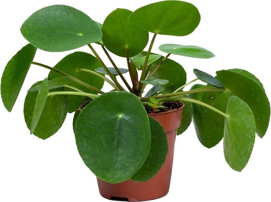 Pannenkoekplant | Pilea 'Peperomioides' per stuk - Kamerplant in kwekerspot ⌀12 cm - ↕10-15 cm