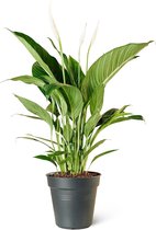 Lepelplant (Spathiphyllum) Kamerplant - Medium - Hoogte 70cm - Potmaat 17cm - Plantery