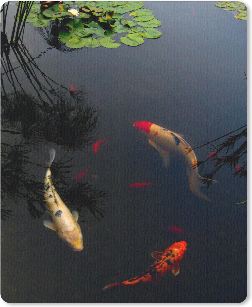 Muismat Koi karpers - Een groep koi karpers die in een cirkel zwemmen muismat rubber - 30x40 cm - Muismat met foto