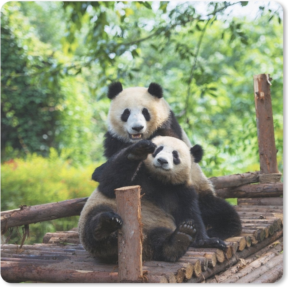 Muismat 20x20 cm - Mousepad Panda - Brug - Natuur - Muismatten