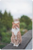 Muismat Katten - Kat zittend op balustrade muismat rubber - 18x27 cm - Muismat met foto