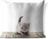 Sierkussen Animalprintshop voor buiten - Kitten dierenprint - 50x50 cm - vierkant weerbestendig tuinkussen / tuinmeubelkussen van polyester